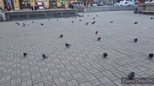 Славянск.19 11.23. Пешком по Киеву с пончиками и голубями!?️??Kyiv City, Donuts, Pigeons