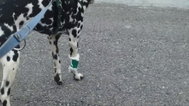 Dalmatín Nero смотреть онлайн