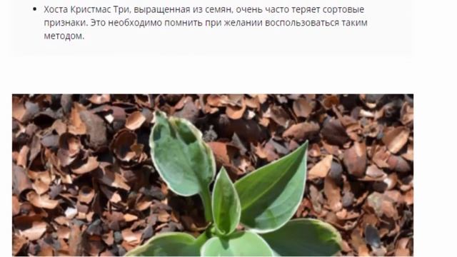 Хоста Кристмас Три, посадка и уход. смотреть онлайн