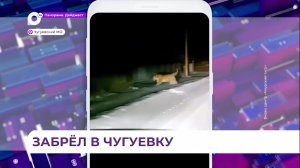 Тигра увидели приморцы в тёмное время суток на окраине села Чугуевка