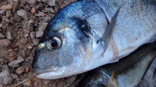 gilt-head (sea) bream (Sparus aurata) смотреть онлайн