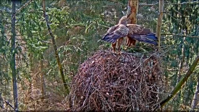 A small battle of females of the great spotted eagle for a nest/Здесь тоже гнездо делят только дамы смотреть онлайн