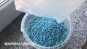 Хвойные весной ВСЕГО 3 СОВЕТА !!!