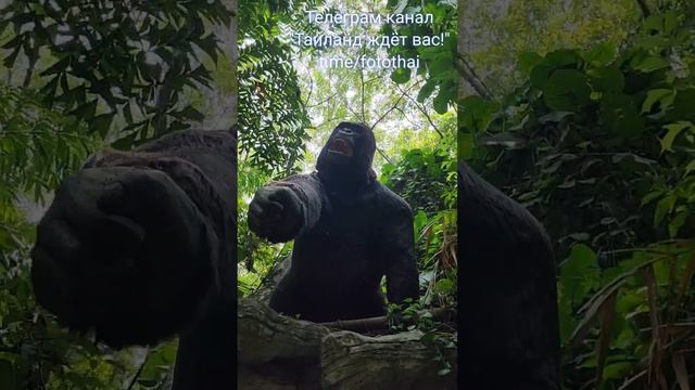 Круиз в Safari World в Бангкоке. Стоит ли? смотреть онлайн