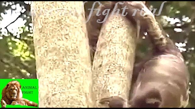 Mountain Lion Attacks-mountain Lion Vs Grizzly Bear-animal Fght