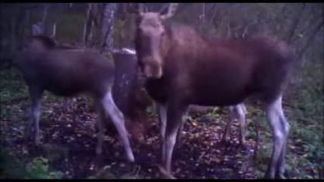 www egermeister ru 4 смотреть онлайн