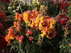 Антирринум Львиный зев №2 РЕЛАКС ТЕРАПИЯ ИМПРОВИЗАЦИЯ композитор Виктор Анохин #instrumental #цветы