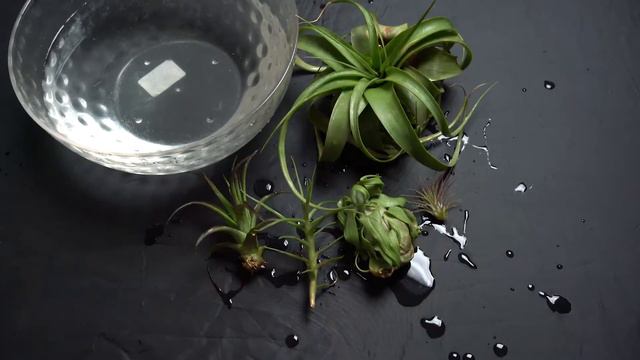 The Sill Time Lapse: Tillandsia Air Plant смотреть онлайн