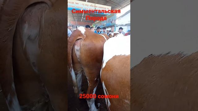 Чистокровная Симментальская порода МОЛБОЗОР ХУДЖАНД 2022г сентябр. смотреть онлайн