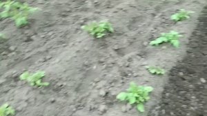 Прополка и рыхление междурядий  мотоблоком с самодельной фрезой