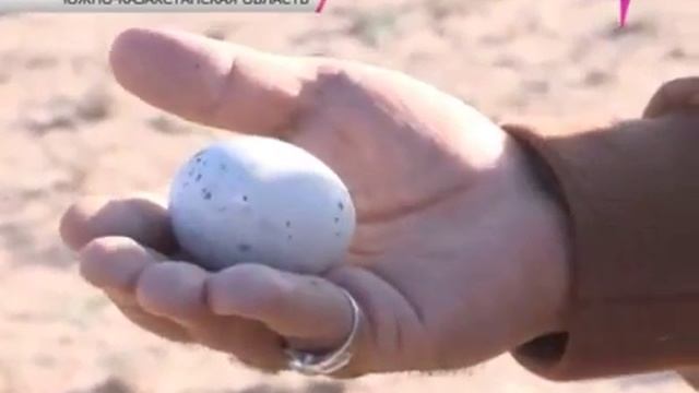 В Южном Казахстане выпустили 2000 дроф красоток смотреть онлайн