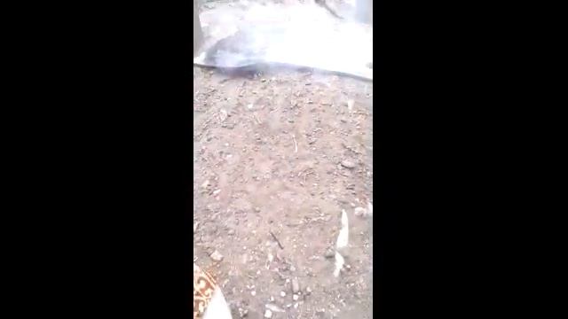 Копченая рыба смотреть онлайн