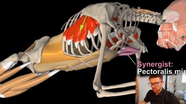 Крыловидная лопатка. Стабилизация лопатки. Передняя зубчатая мышца. смотреть онлайн