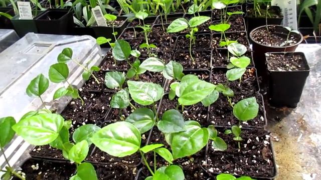 Fatsia japonica propagated from seed смотреть онлайн