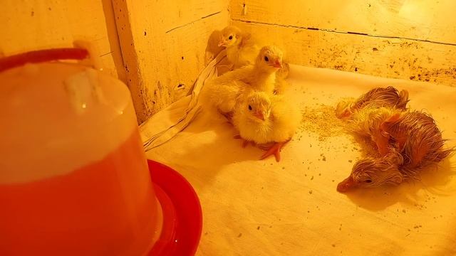 первый вывод в этом году)) индюшатки и гусятки)) смотреть онлайн