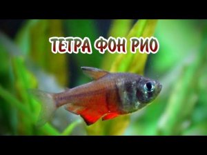 ТЕТРА ФОН РИО. СОДЕРЖАНИЕ В АКВАРИУМЕ.