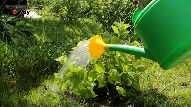 ПАРУ КАПЕЛЬ И НЕТ ВРЕДИТЕЛЕЙ НА КАПУСТЕ! смотреть онлайн