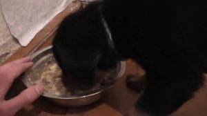 Как правильно кормить щенка. Ротвейлер