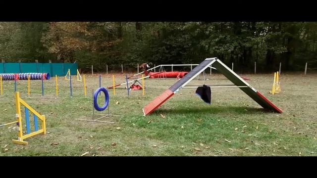 Agility-Rhodesian ridgeback-Orson-2 years смотреть онлайн