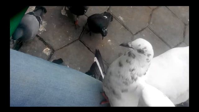 Голубь уличный :3 смотреть онлайн