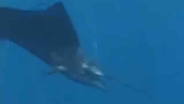 SPORTFISHING GUATEMALA - Buena Vista Lodge