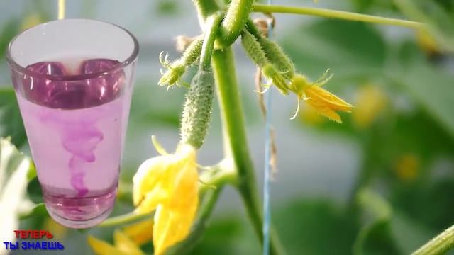 МОИ ОГУРЦЫ СТОЯТ ЗЕЛЁНЫЕ ДО ОКТЯБРЯ И НЕ БОЛЕЮТ! ДЕЛЮСЬ ПОДКОРМКОЙ ДЛЯ ОБИЛЬНОГО УРОЖАЯ! смотреть онлайн