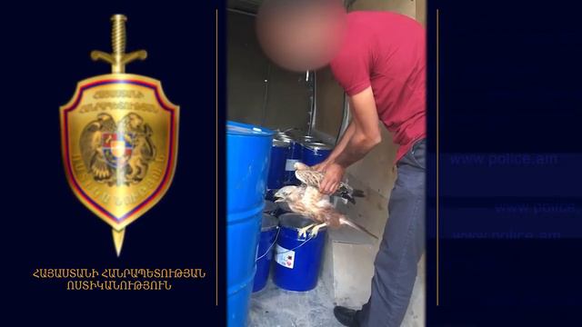 Բազե որսած երիտասարդը հայտնաբերվել ու բերման է ենթարկվել смотреть онлайн