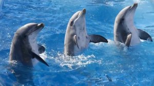 К ЧЕМУ СНИТСЯ ДЕЛЬФИН # ВИДЕТЬ ДЕЛЬФИНОВ ВО СНЕ # Толкование Снов # СОННИК