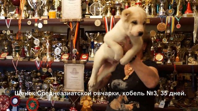 Щенки Среднеазиатской овчарки, кобели 35 дней. Питомник www.r-risk.ru +79262205603 Татьяна Ягодкина смотреть онлайн