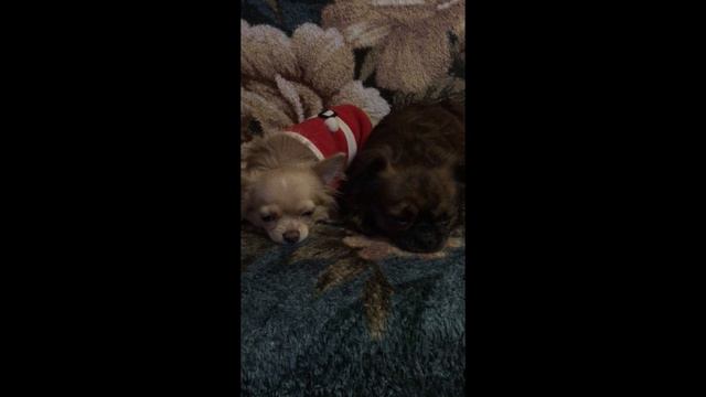 Жизнь милых чихуахуа смотреть онлайн