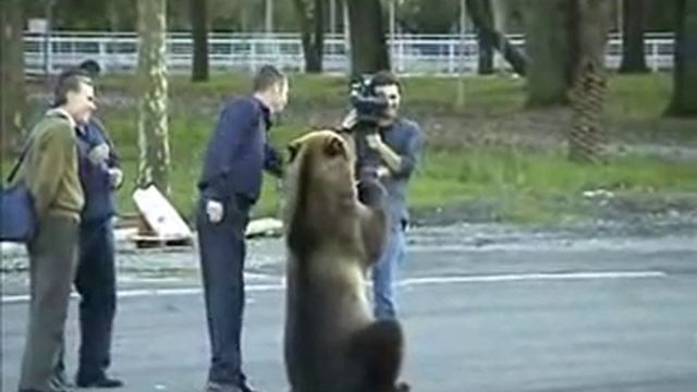 ЦИРК Дрессированные медведи смотреть онлайн