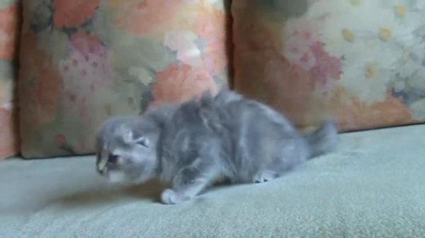 Кошечка AnyKey Taina скоттиш фолд