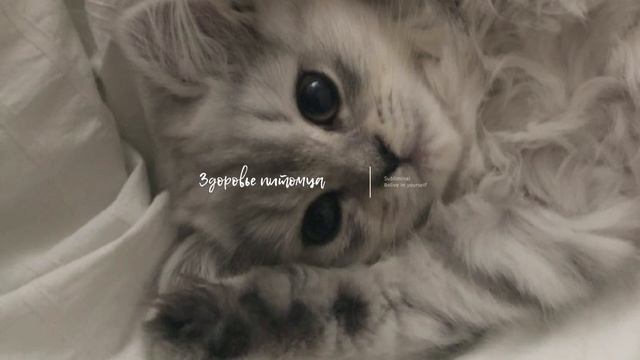 Здоровье домашнего животного | Саблиминал смотреть онлайн