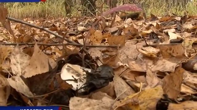 ОСТРОЖНО, ГРИБЫ! смотреть онлайн