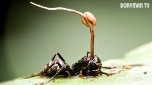 ВЫ НЕ ПОВЕРИТЕ НО ЭТОТ ГРИБ ПРЕВРАЩАЕТ МУРАВЬЯ В ЗОМБИ! ЧТО С НИМ СЛУЧИЛОСЬ?