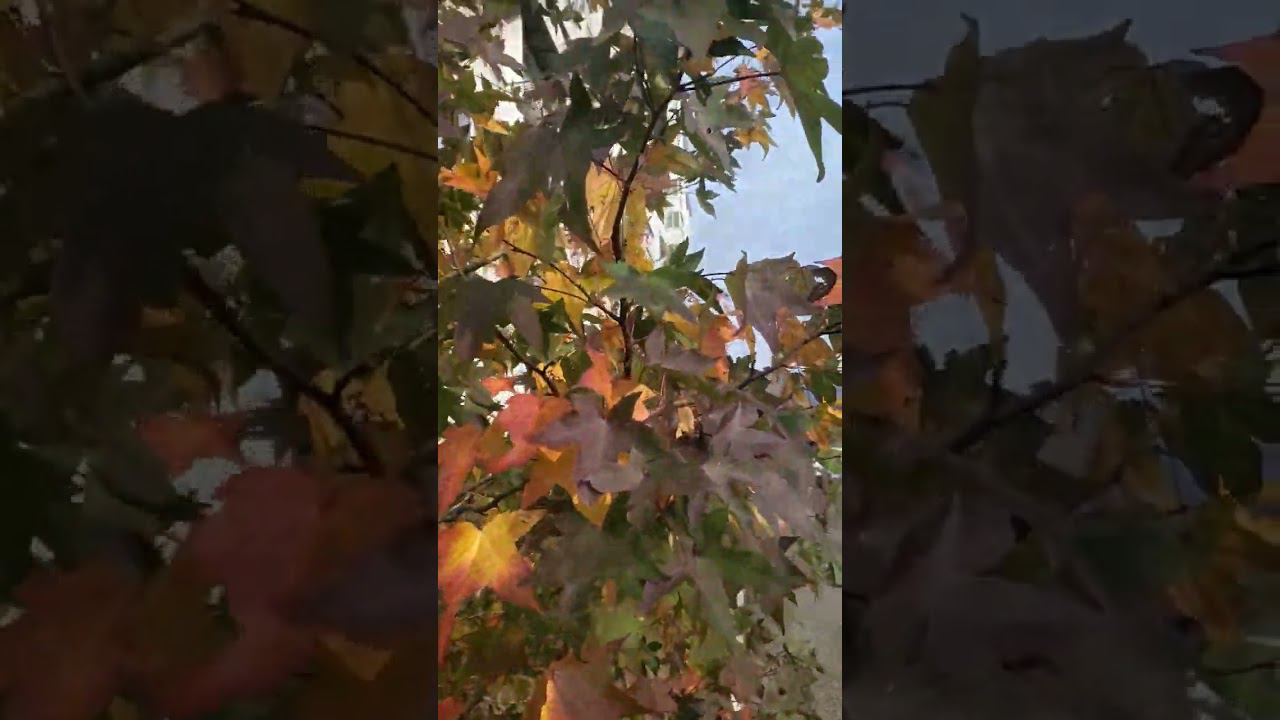 09.12.22 г.Погода Лазаревское #shorts #погодалазаревское #лазаревское2022 #погодасочи #сочи #море смотреть онлайн