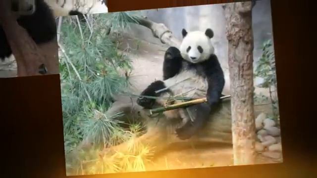 The Giant Panda | Giant pandas | facts | best | top смотреть онлайн