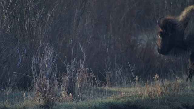 Story of the Abandoned Bison Calf - 2.7M Views, 112K Likes - Yellowstone National Park смотреть онлайн