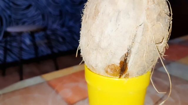 Маленькая домашняя обезьянка Алекса и кокос! смотреть онлайн