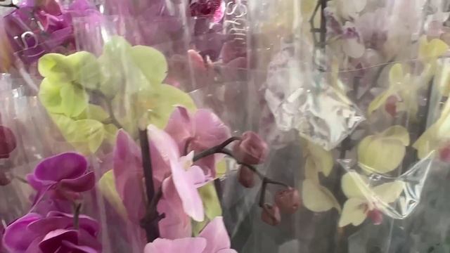 В Оби витрина с орхидеями просто битком! Амстердам просился в руки))) смотреть онлайн