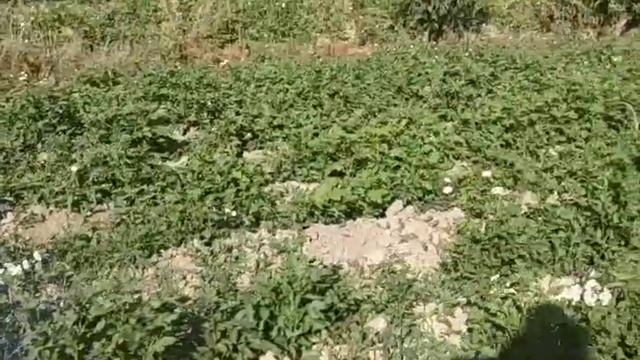 картошка в тени смотреть онлайн