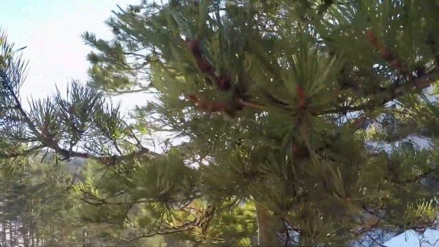 Красноярские Столбы январь 2020 смотреть онлайн