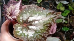 Бегония Sal's Comet