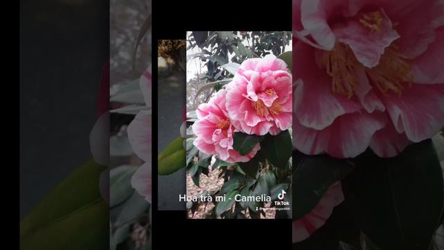 hoa trà mi 0986103203 смотреть онлайн