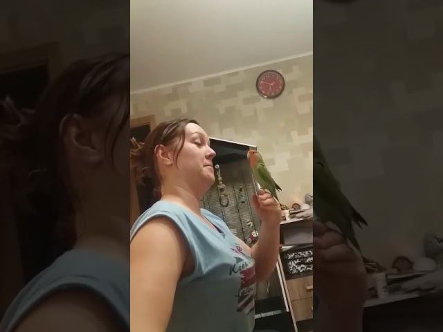 Доказательство что неразлучники говорят!! Очень смешно! смотреть онлайн