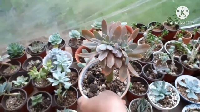 How to make your succulent beautiful. Update of my planted succulent. смотреть онлайн