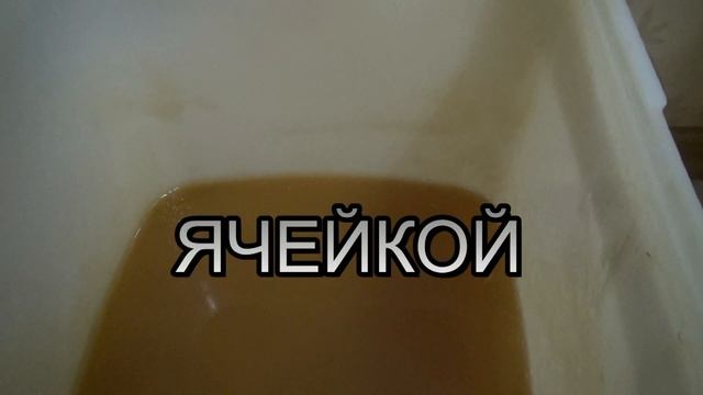 Трутнёвый гомогенат. Как сделать? смотреть онлайн