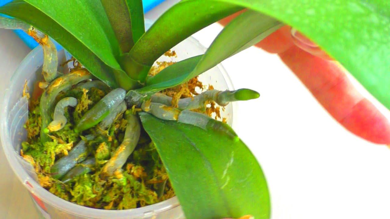 Орхидеи - Малыши во мху. Как быстро растут корни и листья? Почтовая посылка из Краснодара.