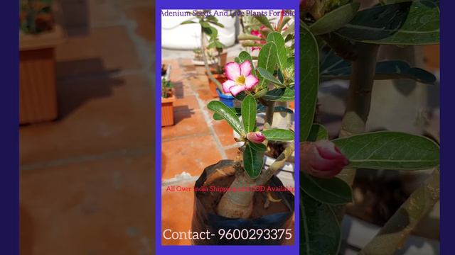 Adenium Plant Care Adenium Plants Pink, White, Red & Hybrid смотреть онлайн