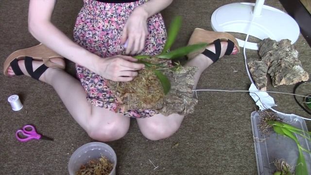How to mount a large orchid - Encyclia cochleata (Prosthechea cochleata) смотреть онлайн